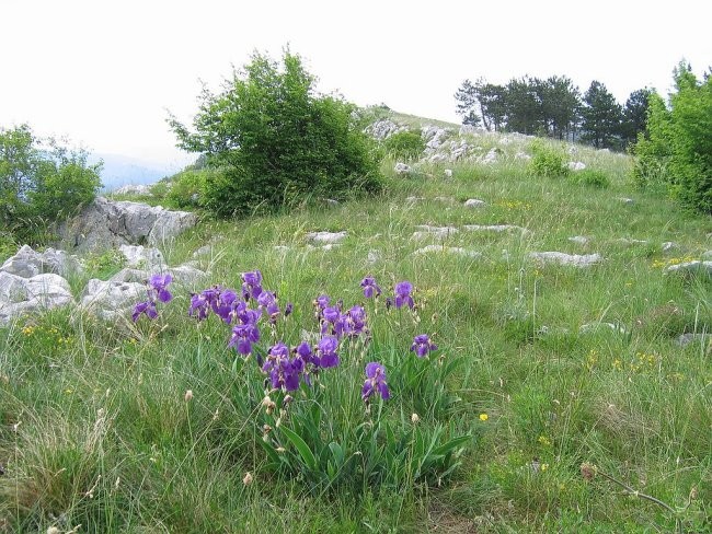 Majbrma, Lipnik, Golič - foto povečava