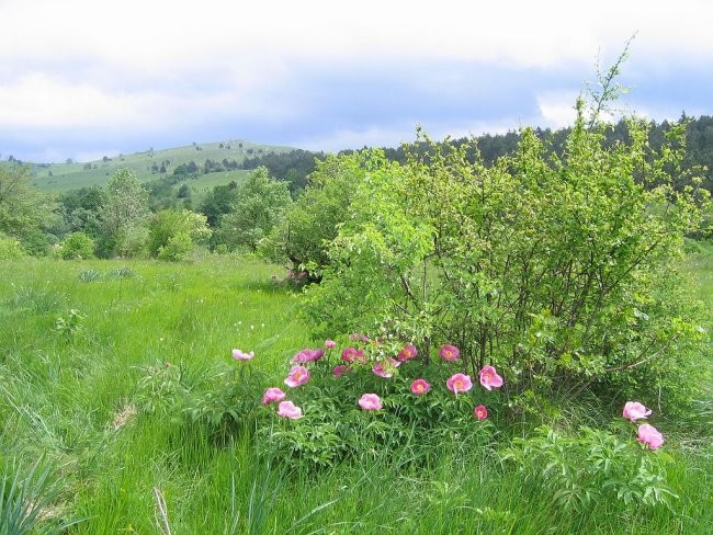 Majbrma, Lipnik, Golič - foto povečava