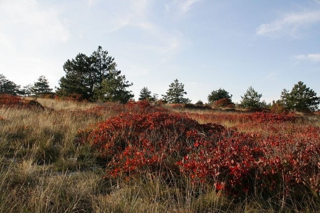 Ruj in druščina - foto povečava