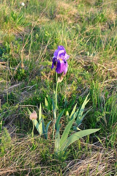 Majbrma, 1.5.2007 - foto povečava