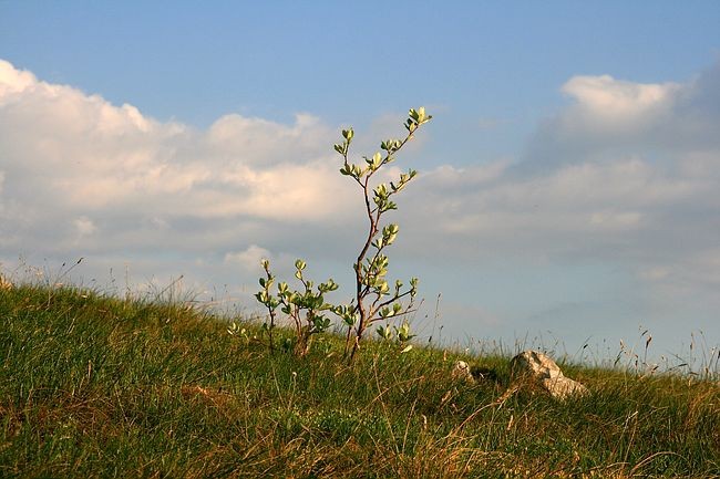 Majbrma, 1.5.2007 - foto povečava