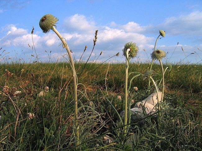 Majbrma, 1.5.2007 - foto povečava