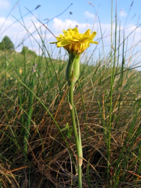 Majbrma, 1.5.2007 - foto povečava