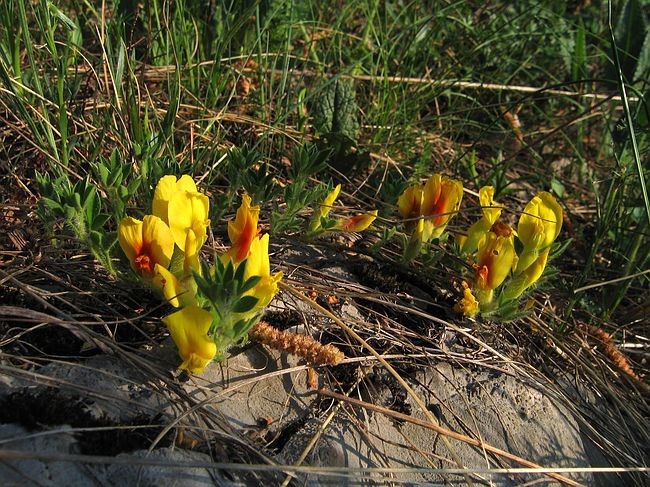 Majbrma, 1.5.2007 - foto povečava