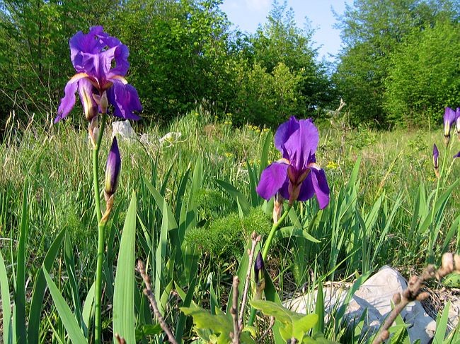 Majbrma, 1.5.2007 - foto povečava