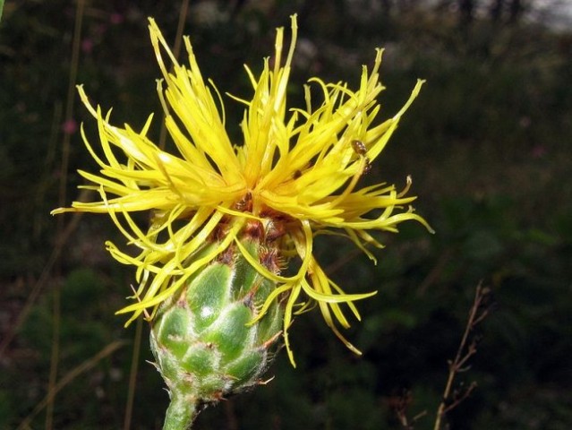 Skalni glavinec (Centaurea rupestris)