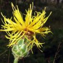 Skalni glavinec (Centaurea rupestris)