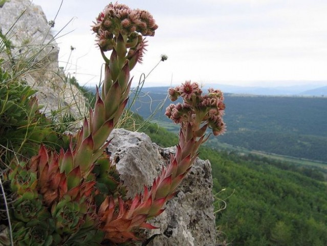 Navadni netresk (Sempervivum tectorum)