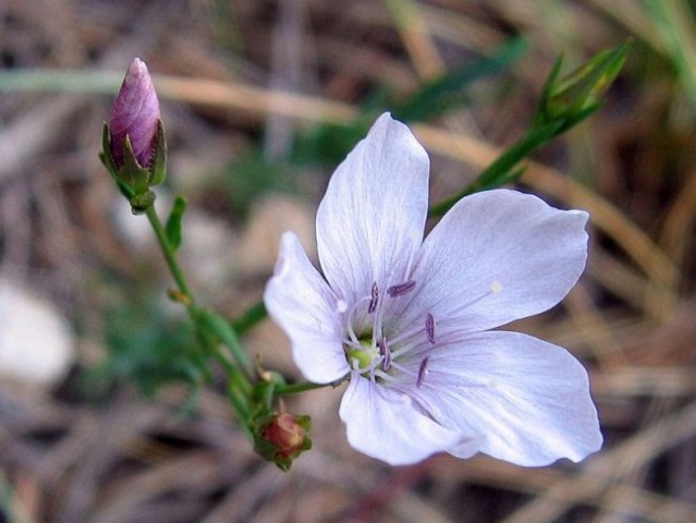 Drobnolistni lan (Linum tenuifolium)