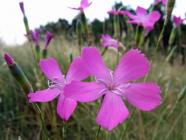 Divji klinček (Dianthus sylvestris)