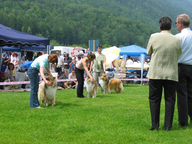 Prva razstava - CAC Hrušica 2006 - foto povečava