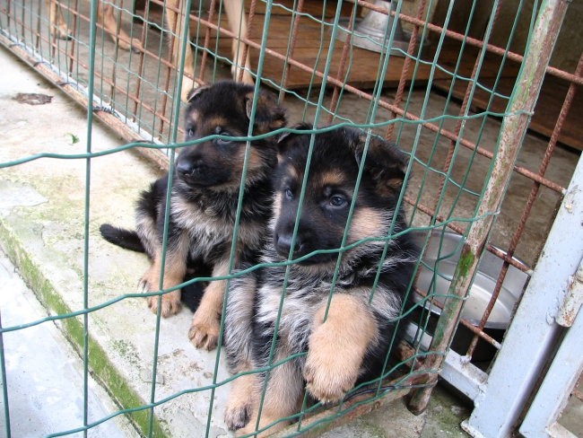 Jasper - foto povečava