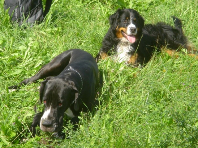 Lenny in njen soimenjak v Bohinju (15.8.2006) - foto