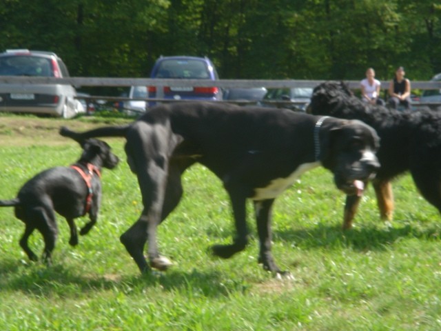 Lenny in njen soimenjak v Bohinju (15.8.2006) - foto