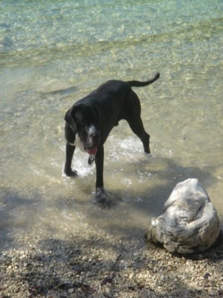 Lenny in njen soimenjak v Bohinju (15.8.2006) - foto