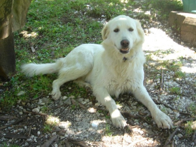 Soča (21.7.2007) - foto