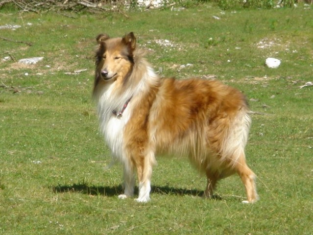 Soča (21.7.2007) - foto