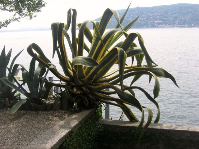 Agave na otoku isola madre