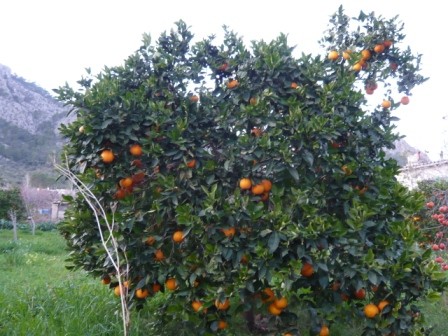 Pomaranče bodo kmalu.
