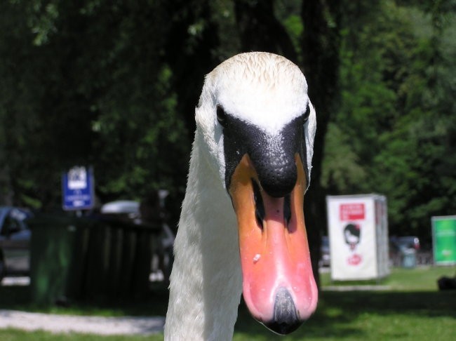 Spošne - foto povečava