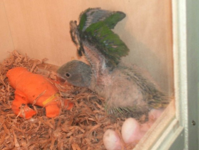 Ročno hranjeni papagajčki - foto
