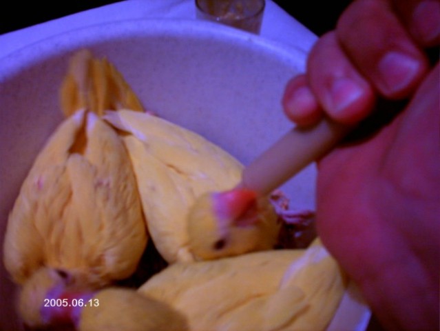 Ročno hranjeni papagajčki - foto