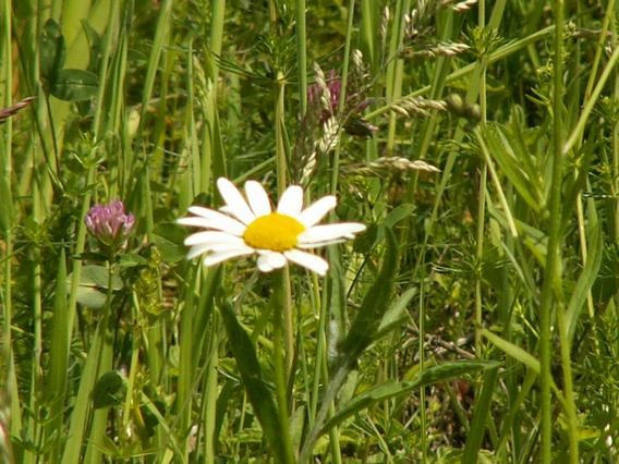 Rožce - foto