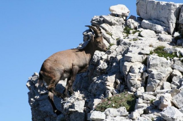 Triglav  - foto