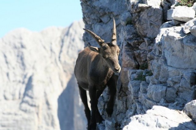 Triglav  - foto