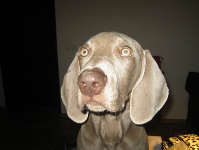 Frajer EROS - foto