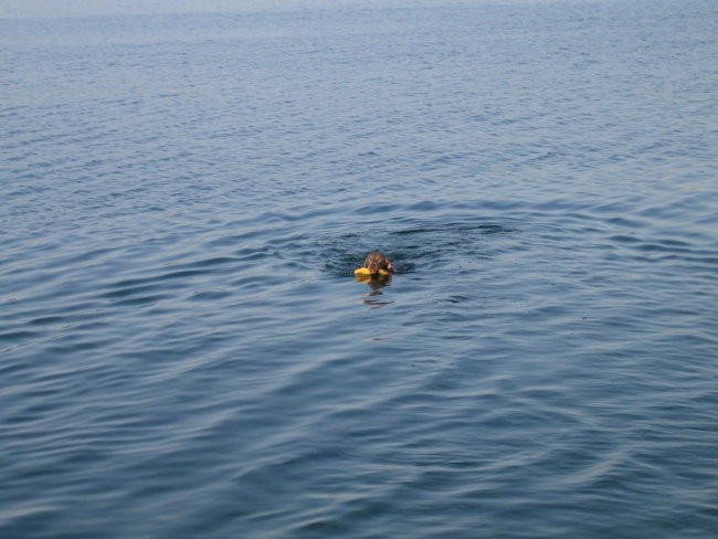 Eros na morju 2007 - foto povečava