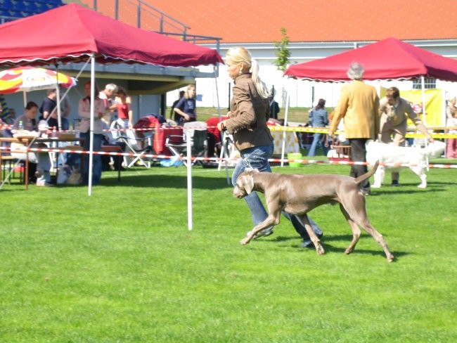 CACIB Lendava 2007 - foto povečava