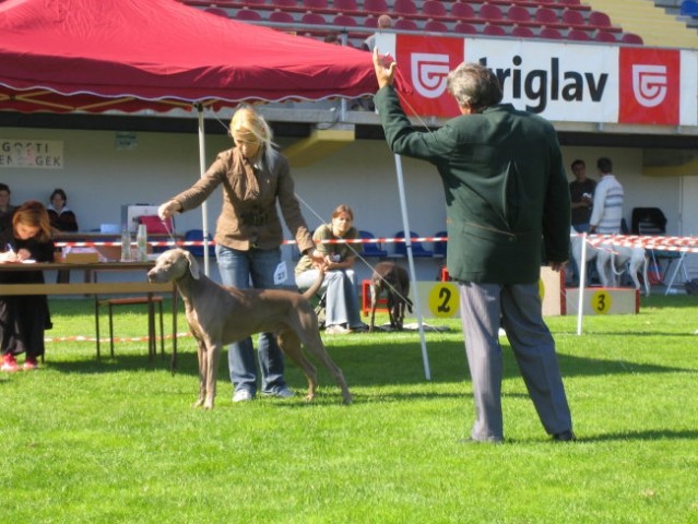 CACIB Lendava 2007 - foto