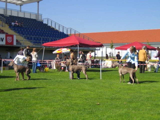 CACIB Lendava 2007 - foto