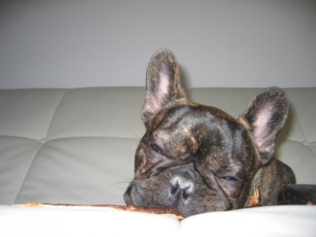 Hugo2 - foto