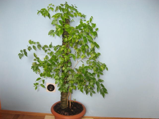 Podivjan bonsai