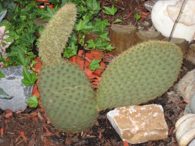 Najbolj priden kaktus letos