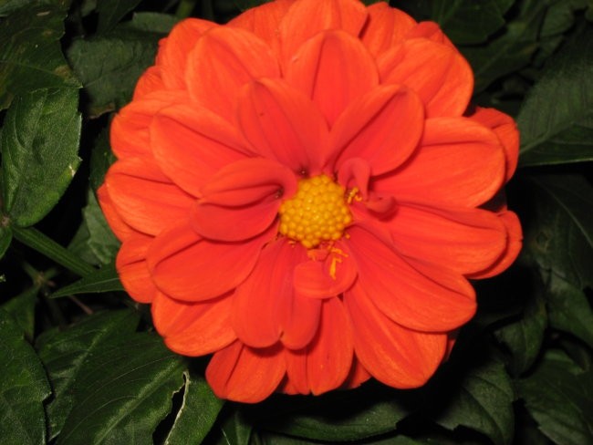 Moje rožice - foto povečava