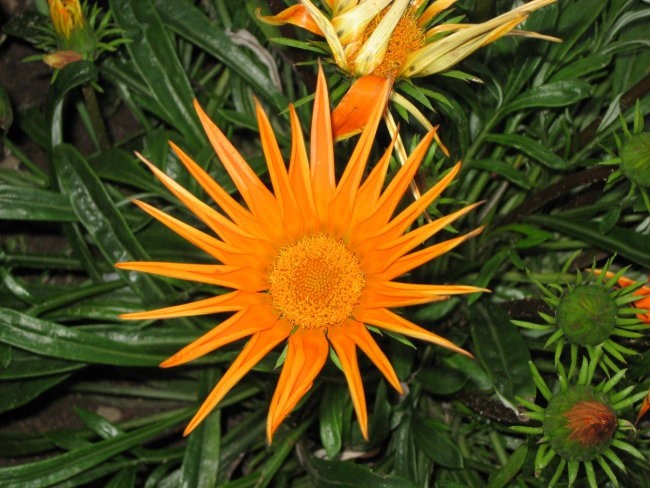 Moje rožice - foto povečava