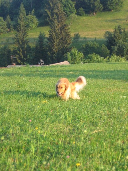 Jon na travniku - foto