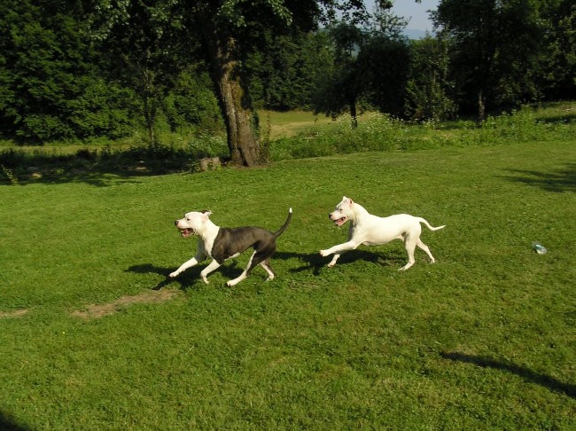 Blue & Bonny - foto povečava