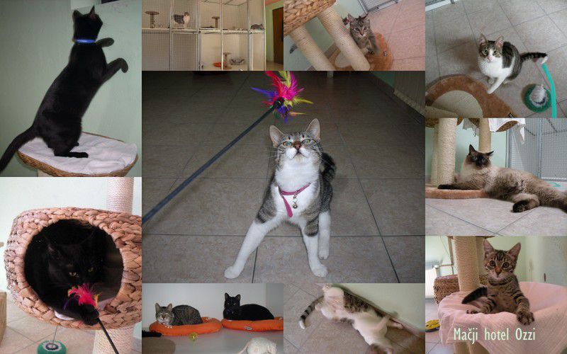 Mačji hotel Ozzi - foto povečava