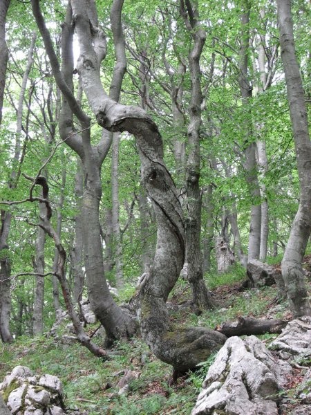 nenavadno drevo