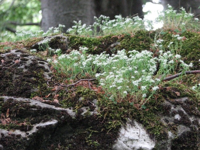 KUCELJ - foto povečava