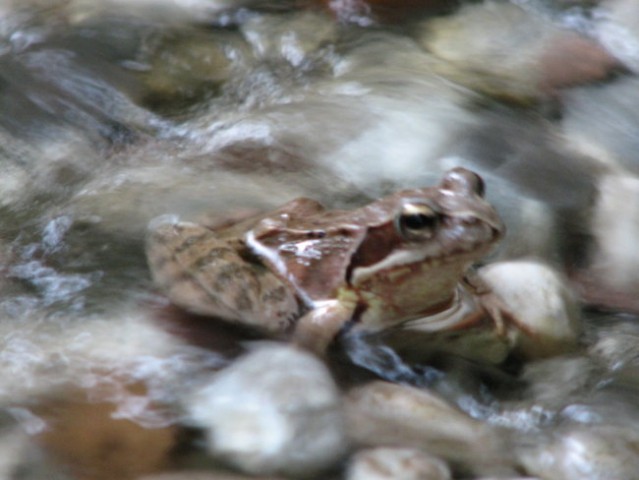 žabica