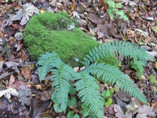 PEKEL - foto povečava