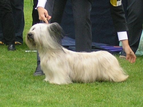 CACIB Lendava - foto