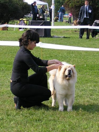 CACIB Osijek - foto