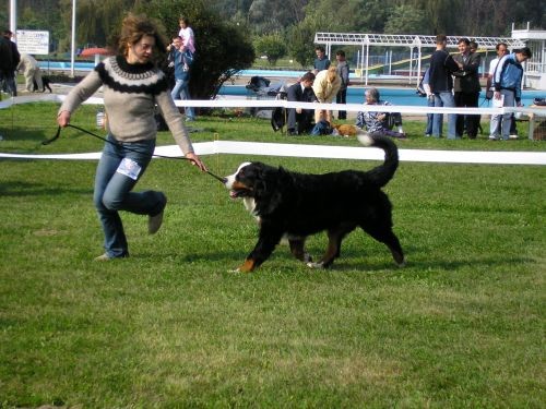 CACIB Osijek - foto