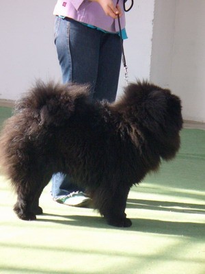 CACIB Zagreb 2 - foto